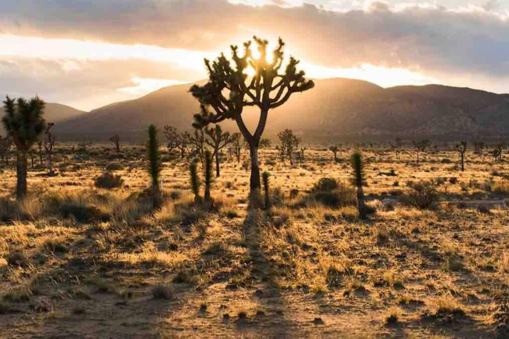 New! Jt Sunshine House Cozy, Artsy & Comfy, Dog Friendly, 3Bd Villa Joshua Tree Buitenkant foto